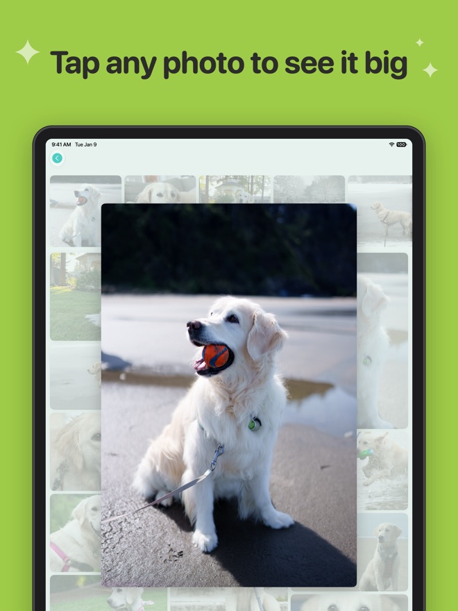 Tap any photo to see it big: one photo of the family dog filling the screen.